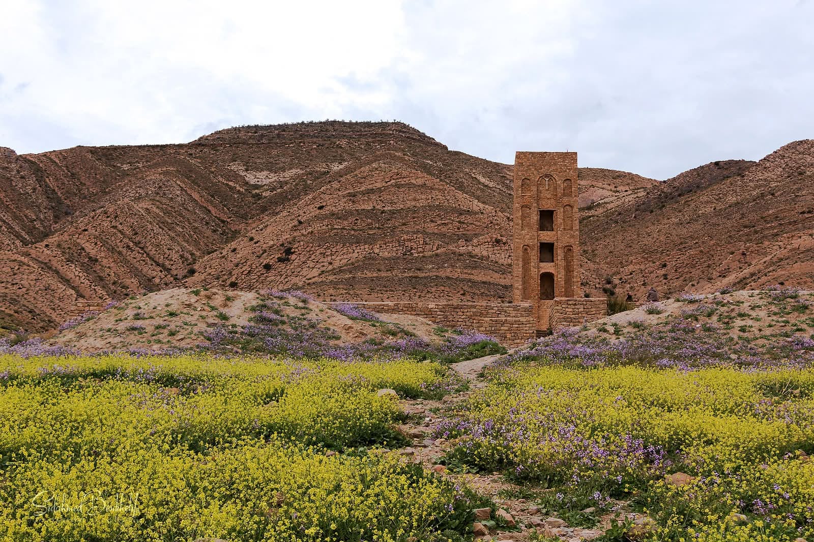 The minaret amid spring wildflowers and the Hodna mountains