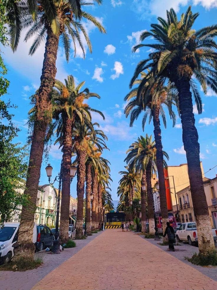 Palm-lined avenue in the centre of Blida