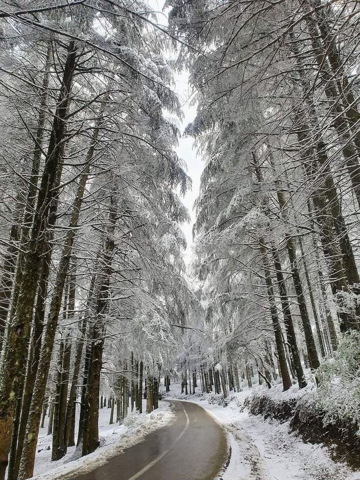 Snow on the cedar forest road of Chréa above Blida