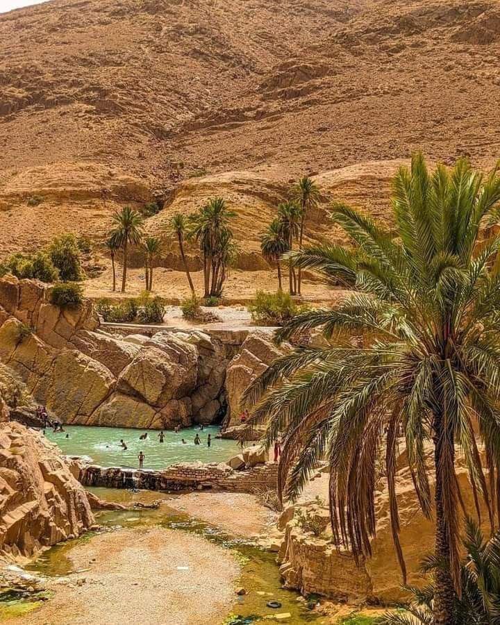 Palm oasis and pool at Bou Saada, Algeria