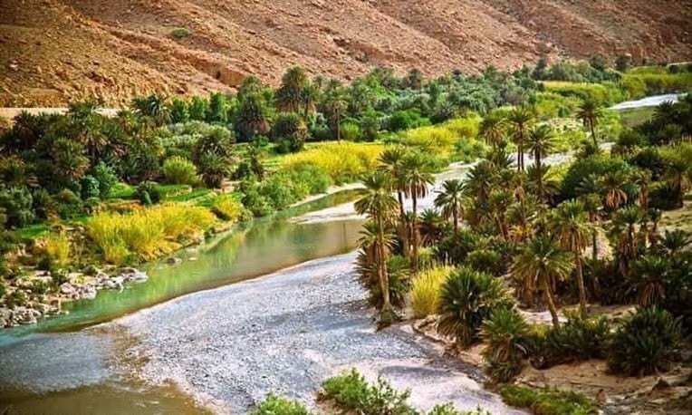 The oued and palms threading the oasis canyon at Bou Saada
