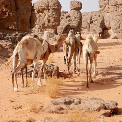 Camels among sandstone towers in the desert around Djanet