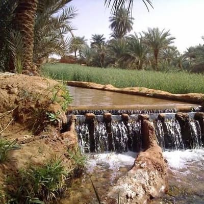 Water spilling through a foggara divider beside palm gardens in the Gourara