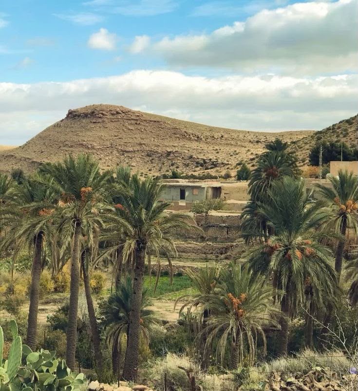 Palm grove and village at Bou Saada, Algeria